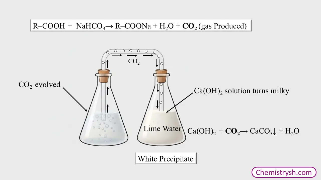 Carbon dioxide formation during the reaction between sodium bicarbonate and Carboxylic acid turns the lime water milky