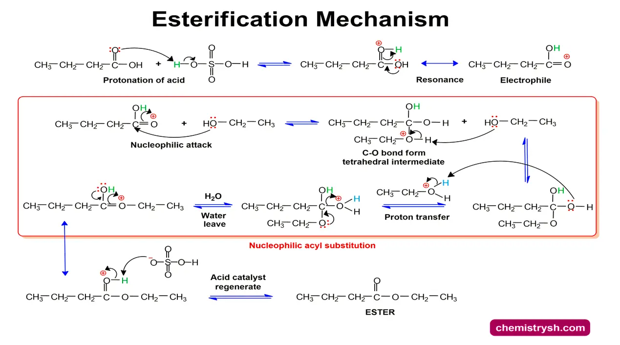 Step by step esterification mechanism.