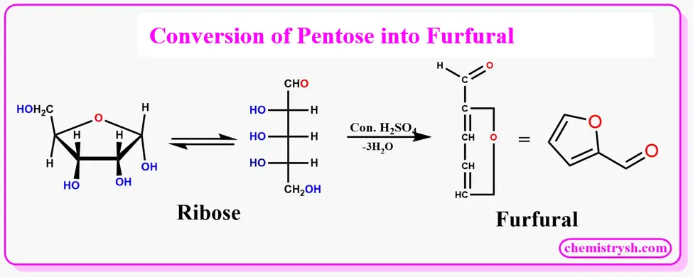 Reaction mechanism illustrating the conversion of pentose sugar ribose into furfural through acid-catalyzed dehydration with concentrated sulfuric acid (H₂SO₄). The figure shows cyclic and open-chain forms of ribose and the removal of three water molecules to produce furfural, a key intermediate in carbohydrate identification tests such as the Molisch test.