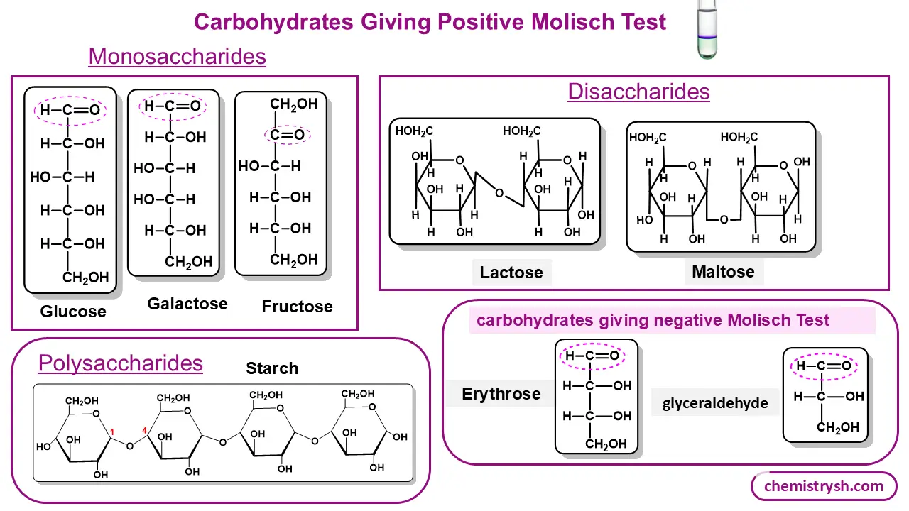 This diagram shows the positive examples include monosaccharides such as glucose, galactose, and fructose, disaccharides such as lactose and maltose, and the polysaccharide starch. Negative examples shown are lower carbohydrates, including erythrose and glyceraldehyde. The figure categorizes carbohydrates according to their Molisch test response and highlights the structural features responsible for carbohydrate detection.