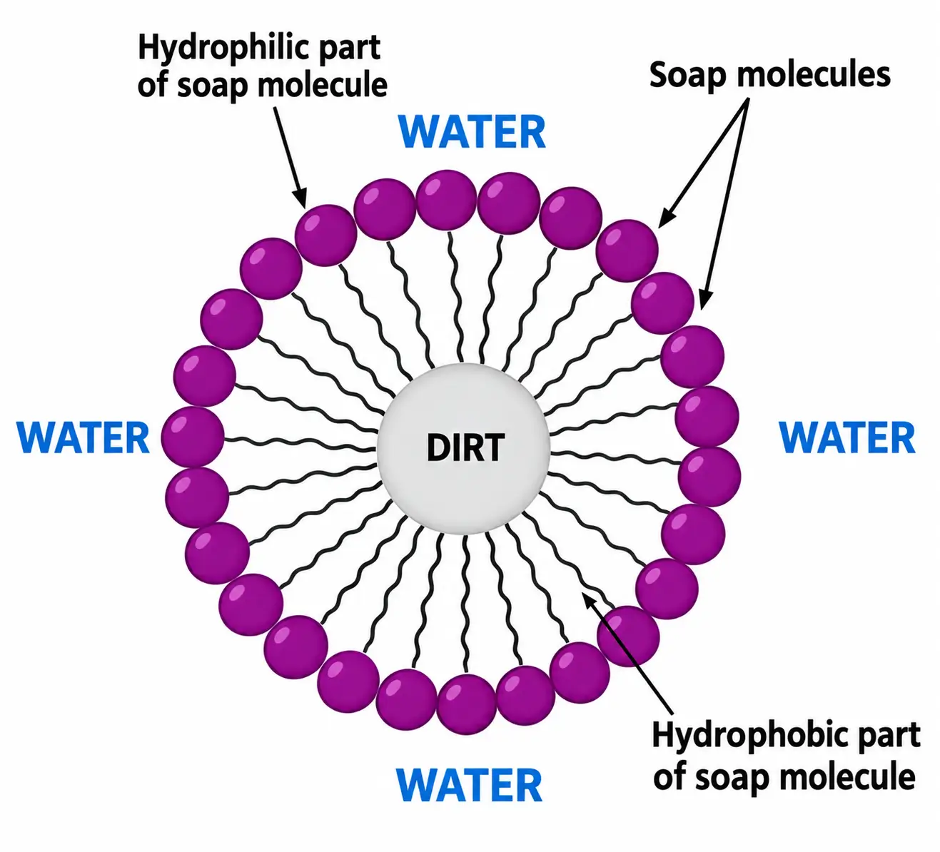Diagram of a soap micelle, with hydrophobic tails pointing inward to trap a dirt particle and hydrophilic heads facing outward into water